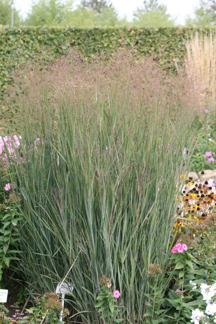 Rutenhirse - Panicum vir. Heavy Metal | Gräserwelten Bambus & Gräser