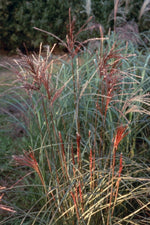 Bild in Galerie laden, Chinaschilf - Miscanthus sinensis Ferner Osten - Gräserwelten