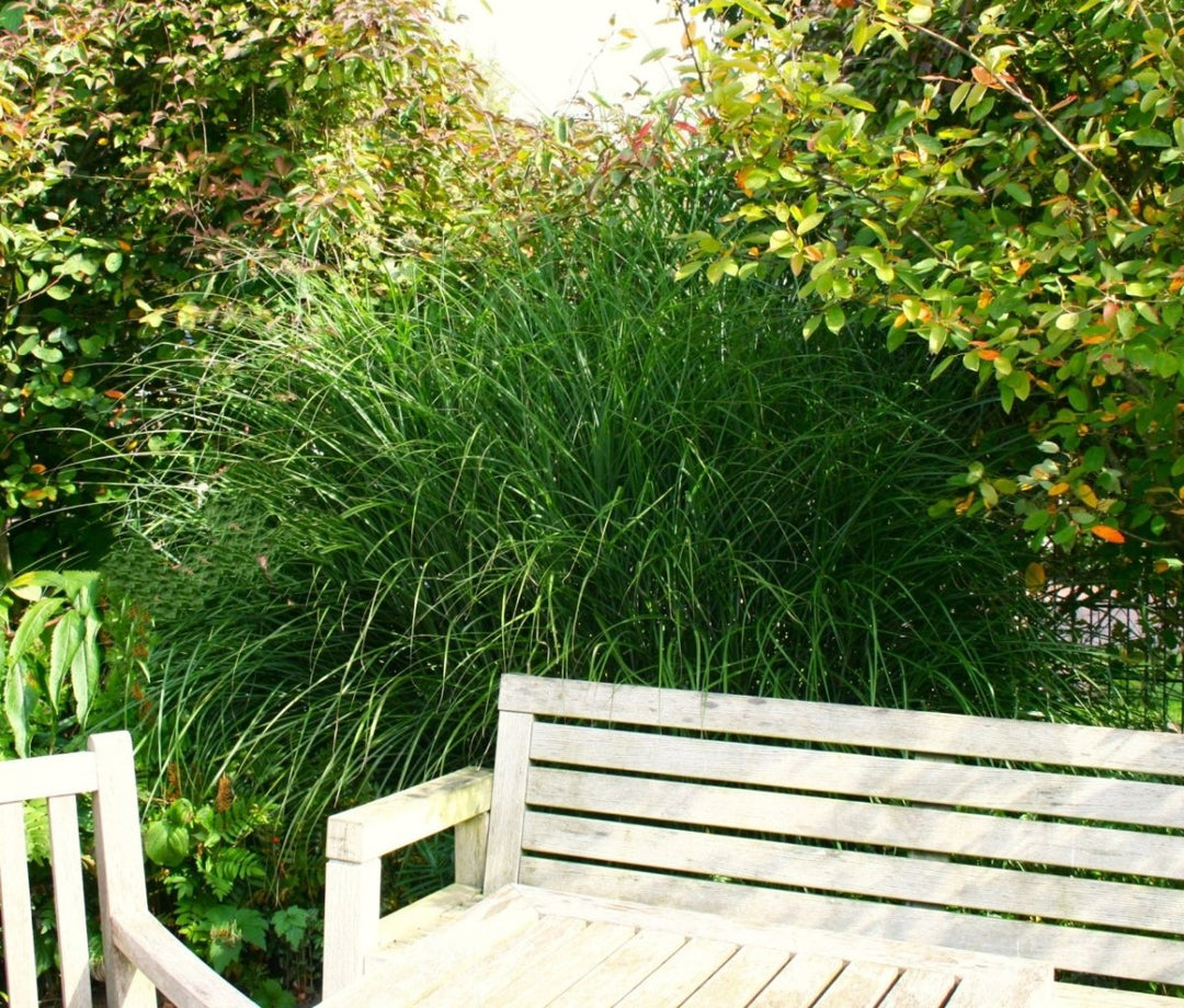 Chinaschilf - Miscanthus sinensis Gracillimus - Gräserwelten