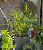 Bild in Galerie laden, Chinaschilf - Miscanthus sinensis Gracillimus - Gräserwelten