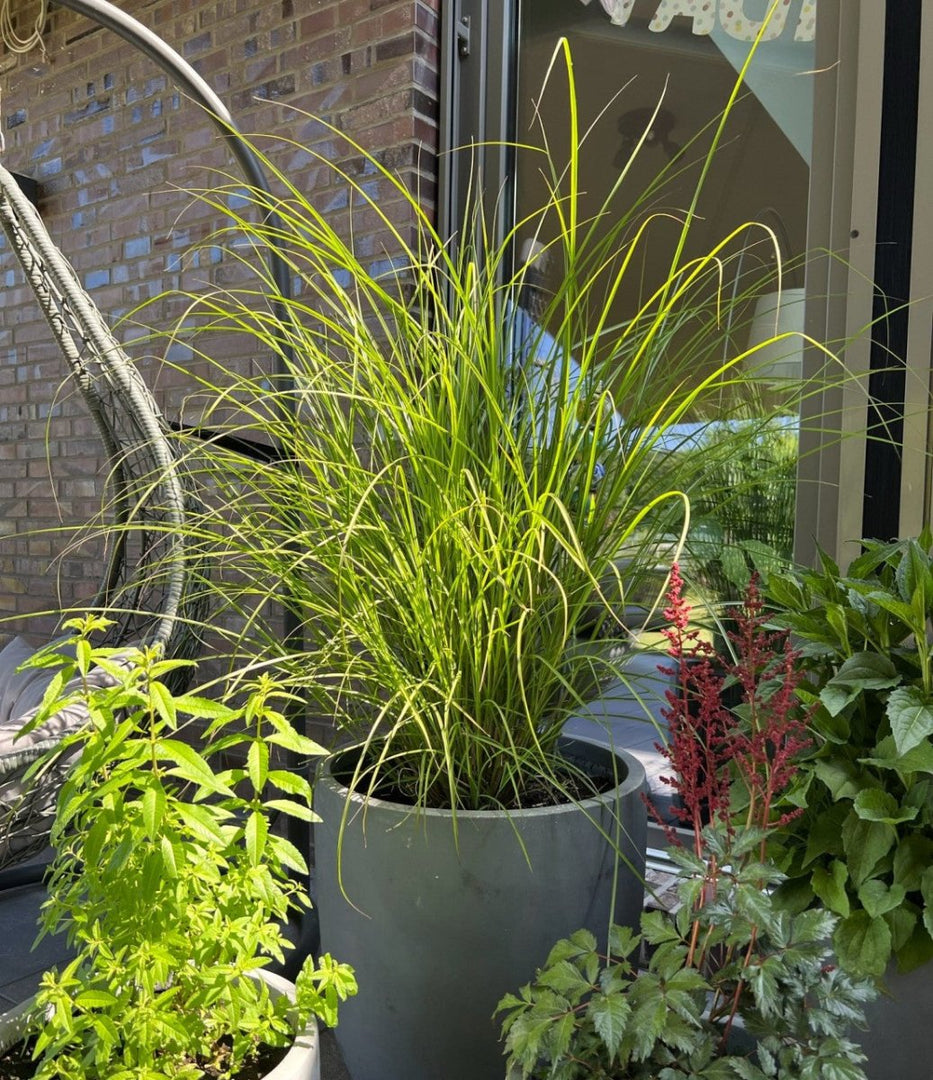 Chinaschilf - Miscanthus sinensis Gracillimus - Gräserwelten