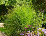 Bild in Galerie laden, Chinaschilf - Miscanthus sinensis Gracillimus - Gräserwelten