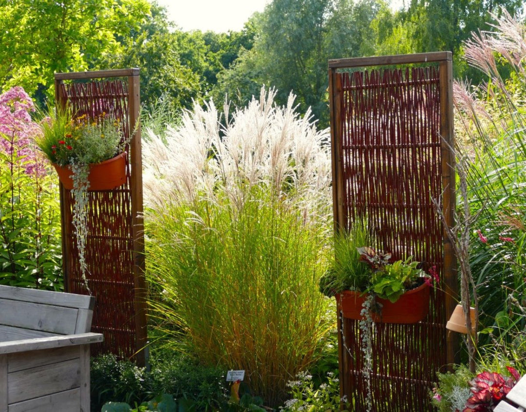 Chinaschilf - Miscanthus sinensis Kleine Fontäne - Gräserwelten