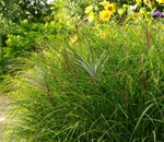 Bild in Galerie laden, Chinaschilf - Miscanthus sinensis Kleine Silberspinne - Gräserwelten