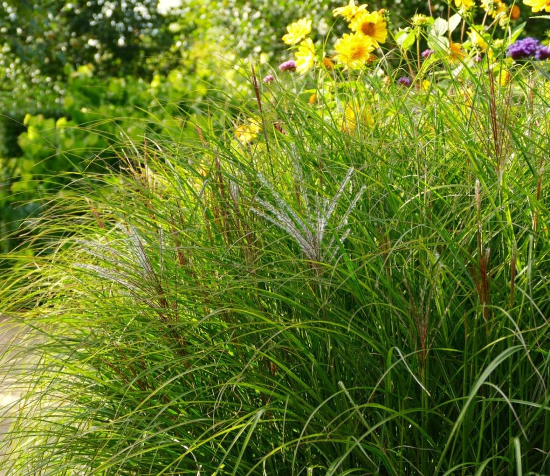 Chinaschilf - Miscanthus sinensis Kleine Silberspinne - Gräserwelten