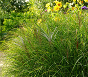 Chinaschilf - Miscanthus sinensis Kleine Silberspinne - Gräserwelten