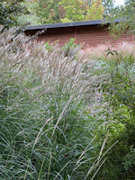 Bild in Galerie laden, Chinaschilf - Miscanthus sinensis Kleine Silberspinne - Gräserwelten