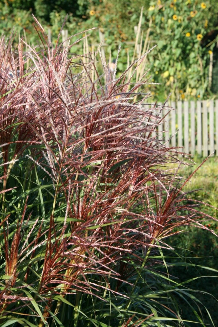 Chinaschilf - Miscanthus sinensis Malepartus - Gräserwelten