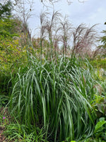 Bild in Galerie laden, Chinaschilf - Miscanthus sinensis Malepartus - Gräserwelten