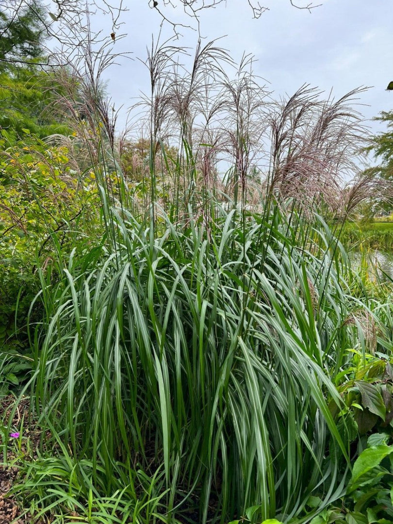 Chinaschilf - Miscanthus sinensis Malepartus - Gräserwelten
