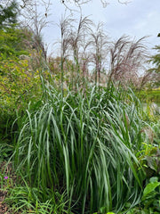 Chinaschilf - Miscanthus sinensis Malepartus - Gräserwelten