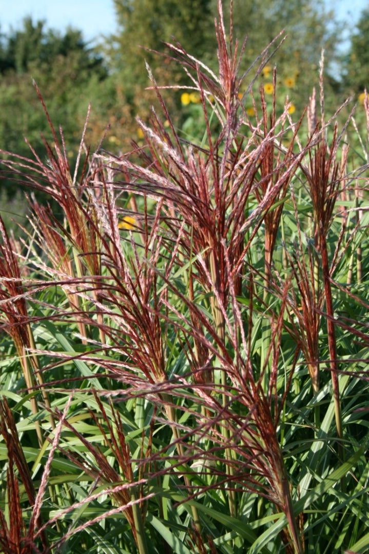 Chinaschilf - Miscanthus sinensis Malepartus - Gräserwelten