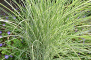 Chinaschilf - Miscanthus sinensis Morning Light - Gräserwelten