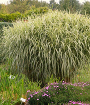 Chinaschilf - Miscanthus sinensis Variegatus - Gräserwelten