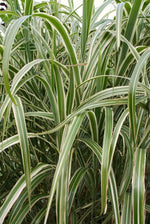 Bild in Galerie laden, Chinaschilf - Miscanthus sinensis Variegatus - Gräserwelten