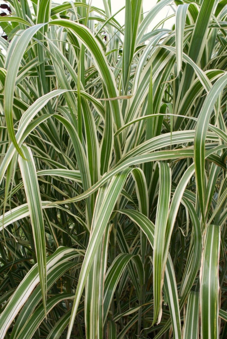 Chinaschilf - Miscanthus sinensis Variegatus - Gräserwelten