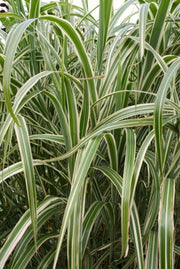 Chinaschilf - Miscanthus sinensis Variegatus - Gräserwelten