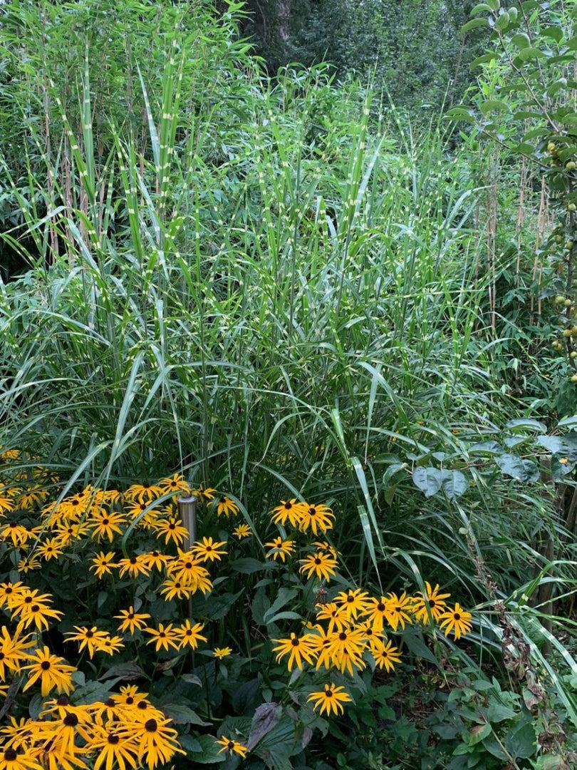 Chinaschilf - Miscanthus sinensis Zebrinus - Gräserwelten
