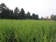 Chinaschilf - Miscanthus sinensis Zebrinus - Gräserwelten