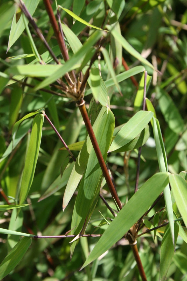 Fargesia jiuzhaigou 1 | Gräserwelten Bambus & Gräser