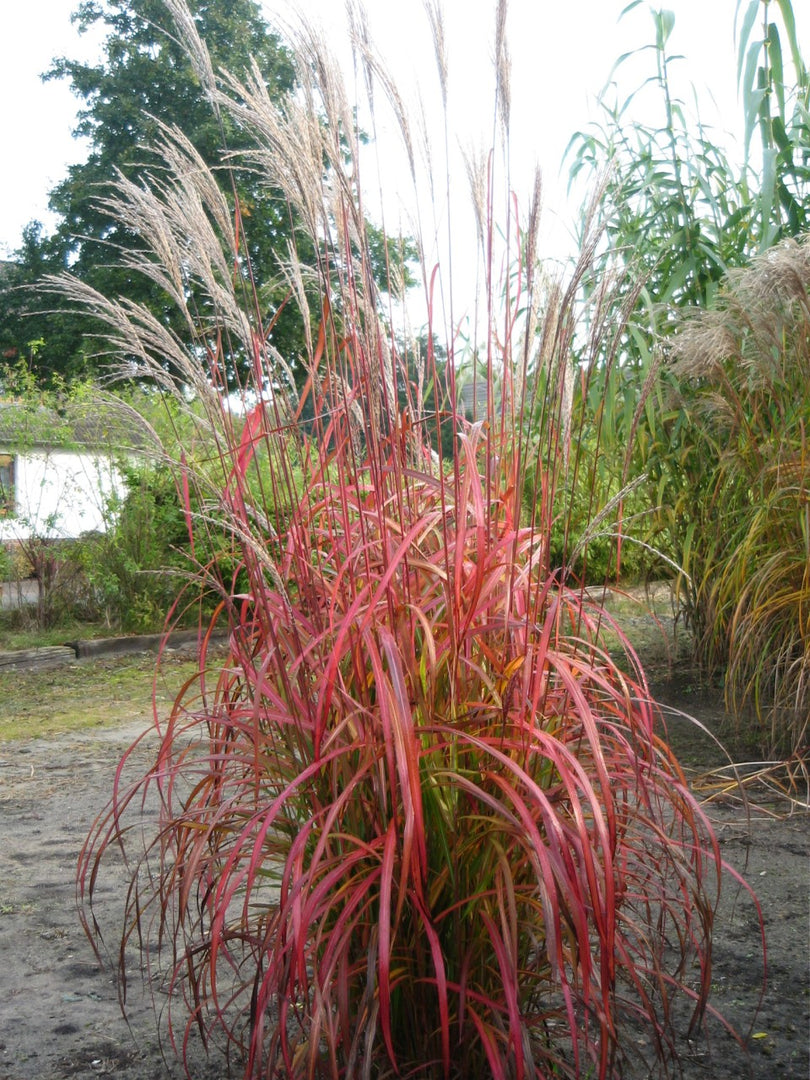 Chinaschilf - Miscanthus sinensis Flammenmeer - Detailansicht
