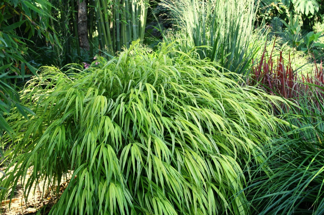 Goldbandgras - Hakonechloa mac. Aureola | Gräserwelten Bambus & Gräser