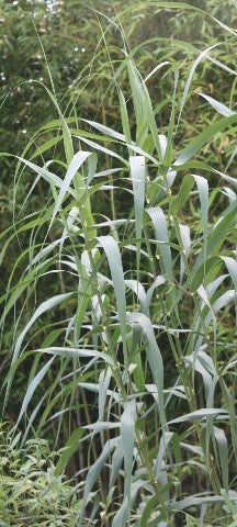 Pfahlrohr - Arundo donax - Detailansicht