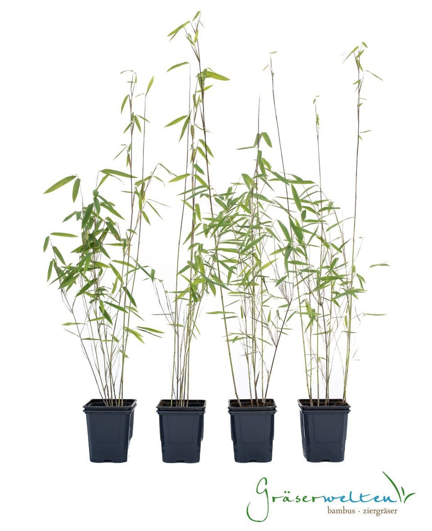Fargesia nitida Black Pearl - Gräserwelten