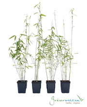 Fargesia nitida Black Pearl - Gräserwelten