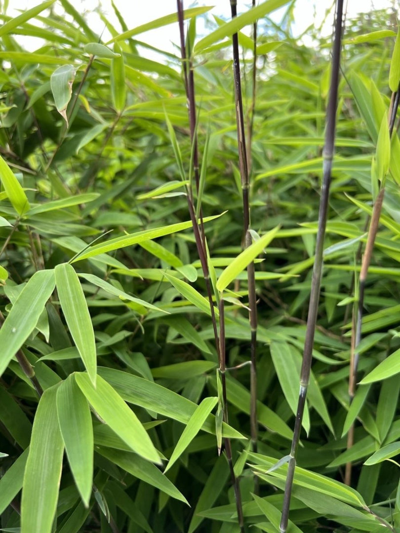 Fargesia nitida Black Pearl - Gräserwelten