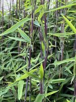 Bild in Galerie laden, Fargesia nitida Black Pearl - Gräserwelten