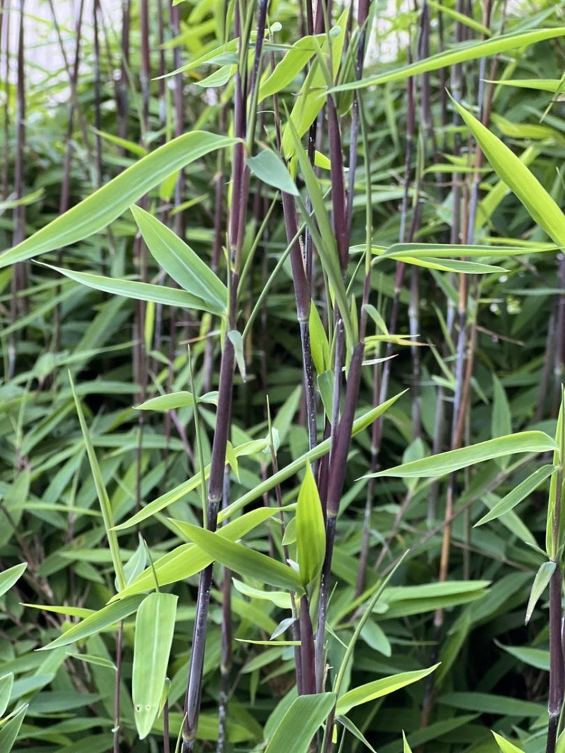 Fargesia nitida Black Pearl - Gräserwelten