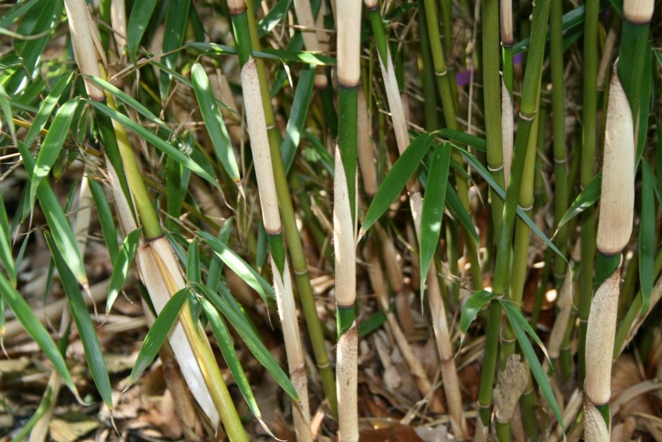 Fargesia robusta Campbell - Gräserwelten