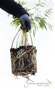 Fargesia robusta Campbell - Gräserwelten