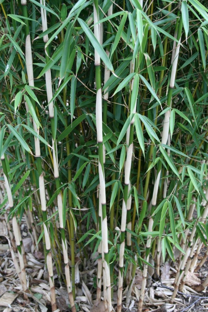 Fargesia robusta Campbell - Gräserwelten