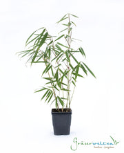 Fargesia robusta Campbell - Gräserwelten