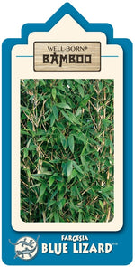 Bild in Galerie laden, Fargesia Blue Lizard - weitere Ansicht