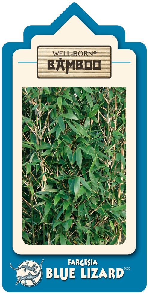 Fargesia Blue Lizard - weitere Ansicht