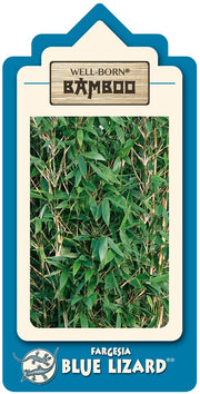 Fargesia Blue Lizard - weitere Ansicht