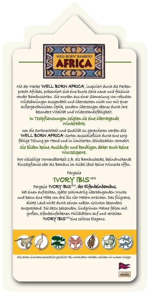 Fargesia Ivory Ibis - Ansicht 5