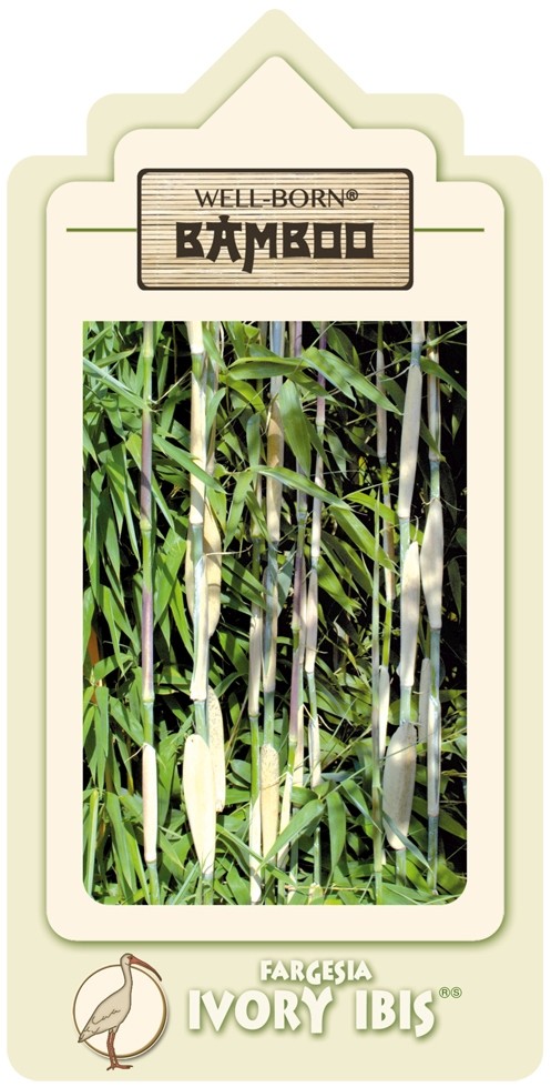 Fargesia Ivory Ibis - Ansicht 4