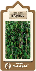 Bild in Galerie laden, Fargesia Maasai - Ansicht 4