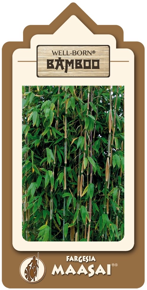 Fargesia Maasai - Ansicht 4