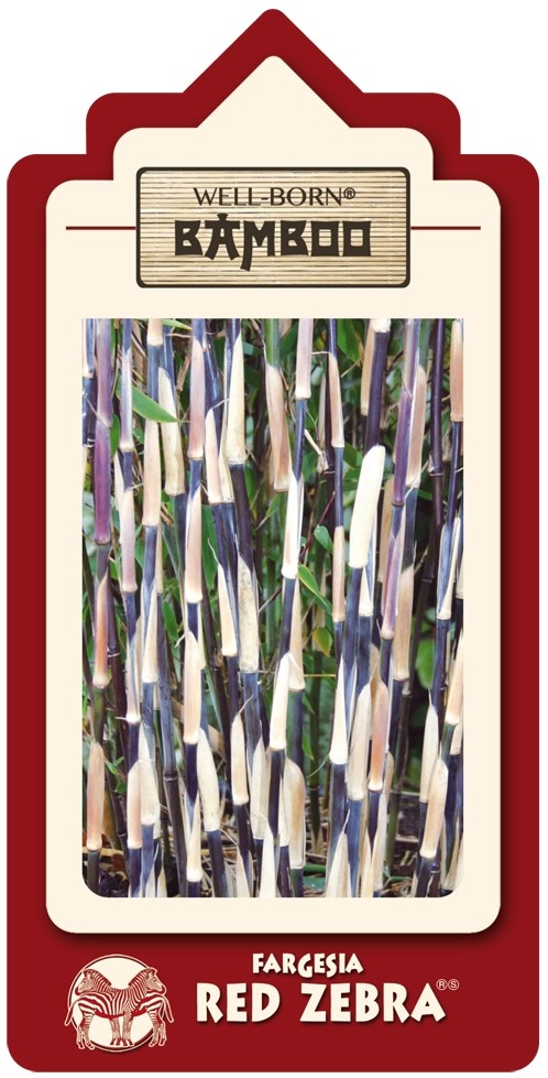 Fargesia Red Zebra - weitere Ansicht