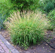 Chinaschilf - Miscanthus tinctorius Nana Variegatus | Gräserwelten Bambus & Gräser