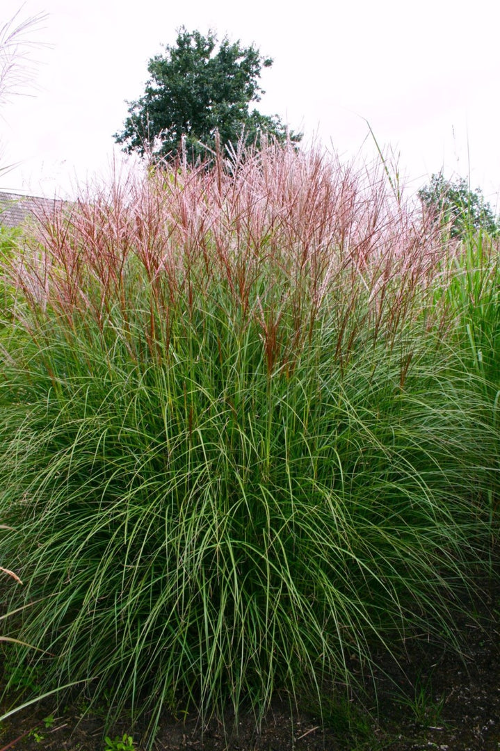 Chinaschilf - Miscanthus sinensis Ferner Osten | Gräserwelten Bambus & Gräser