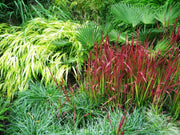 Flammengras - Imperata cyl. Red Baron - Gräserwelten