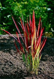 Flammengras - Imperata cyl. Red Baron - Gräserwelten