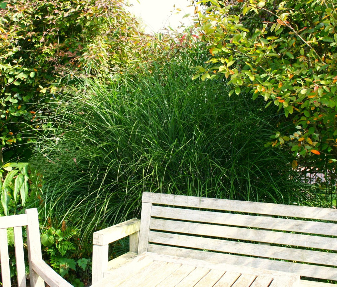 Chinaschilf - Miscanthus sinensis Gracillimus - Ansicht 6