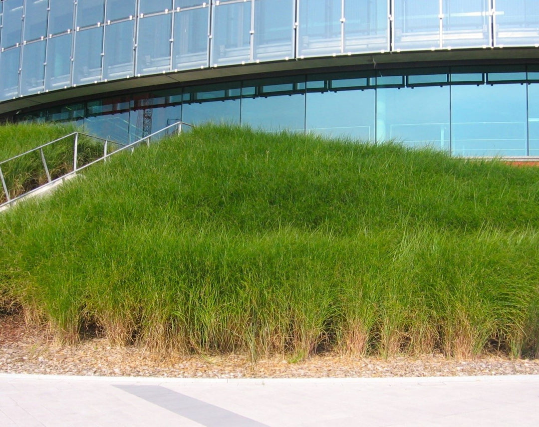 Chinaschilf - Miscanthus sinensis Gracillimus - Ansicht 7